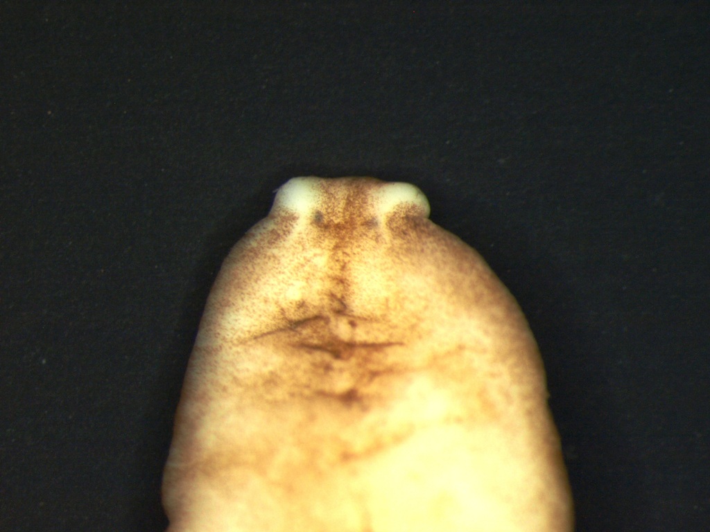 Bdellocephala punctata